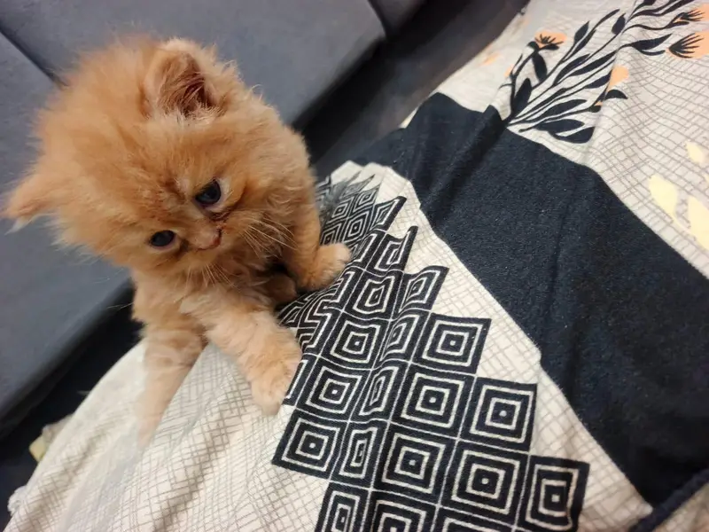 Pure Persian Punch Face Kittens For Sale - Triple Coated - Sargodha — photo 4