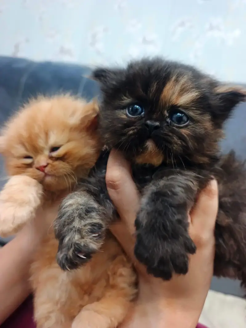 Pure Persian Punch Face Kittens For Sale - Triple Coated - Sargodha — photo 7