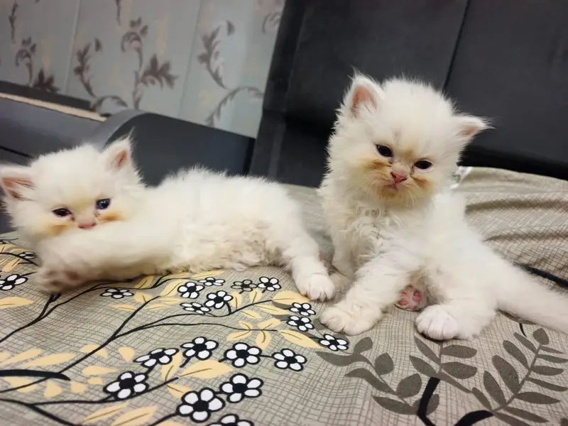 Pure Persian Punch Face Kittens For Sale - Triple Coated - Sargodha — photo 8