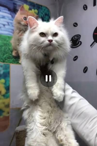 persian well trained Cat . . . loving and long Hair