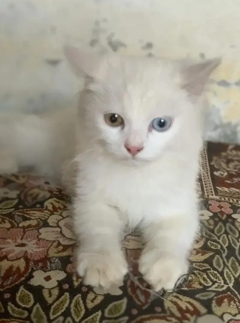 persian well trained Cat . . . loving and long Hair — photo 2