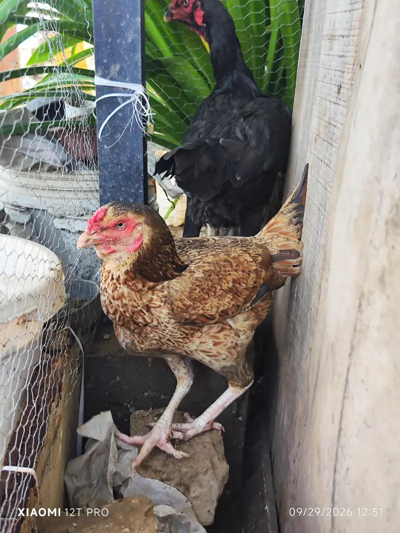 German O-shamo pair/qandhari female aseel/german O-shamo female black — photo 7