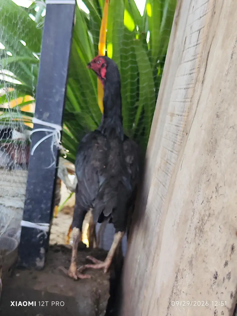 German O-shamo pair/qandhari female aseel/german O-shamo female black — photo 10