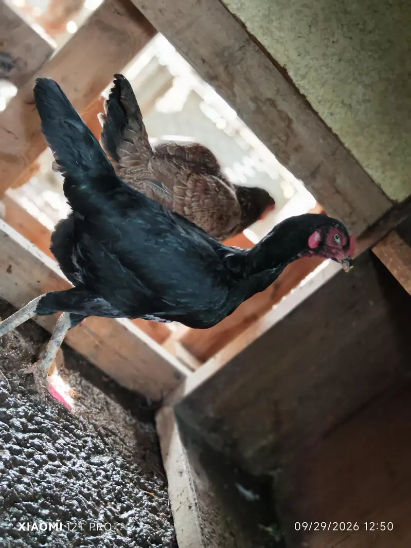 German O-shamo pair/qandhari female aseel/german O-shamo female black — photo 12