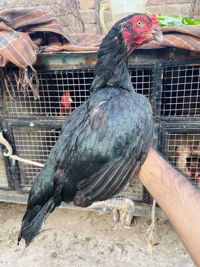 Lasani Mushki Madi 3kg