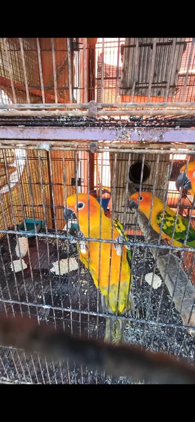raw and sun conure pair for sale