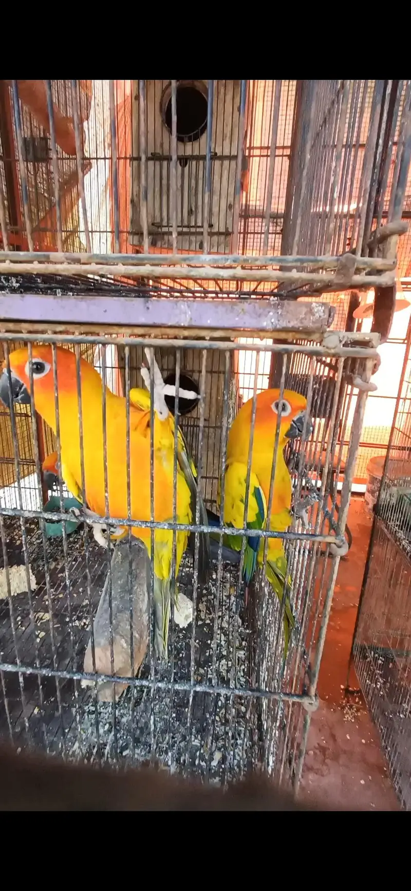 raw and sun conure pair for sale — photo 2