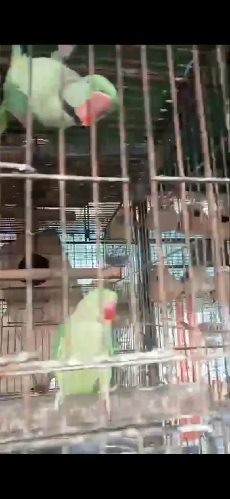 raw and sun conure pair for sale — photo 3