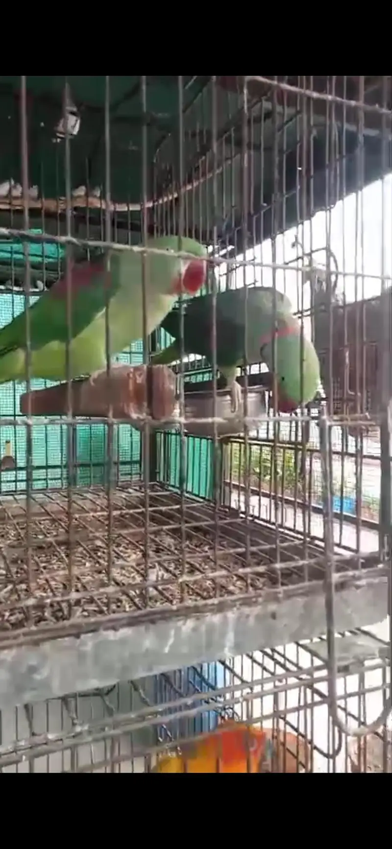 raw and sun conure pair for sale — photo 4