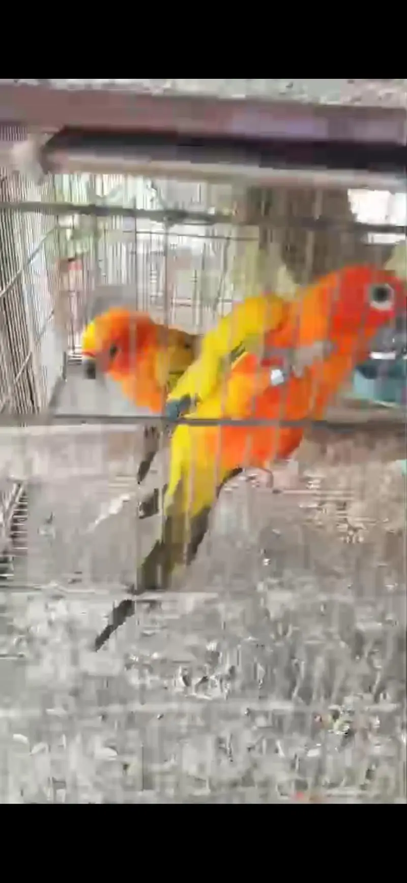 raw and sun conure pair for sale — photo 5