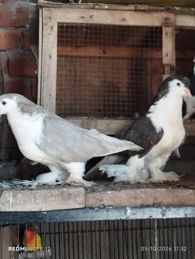 German sherazi breeder pair 03110144020