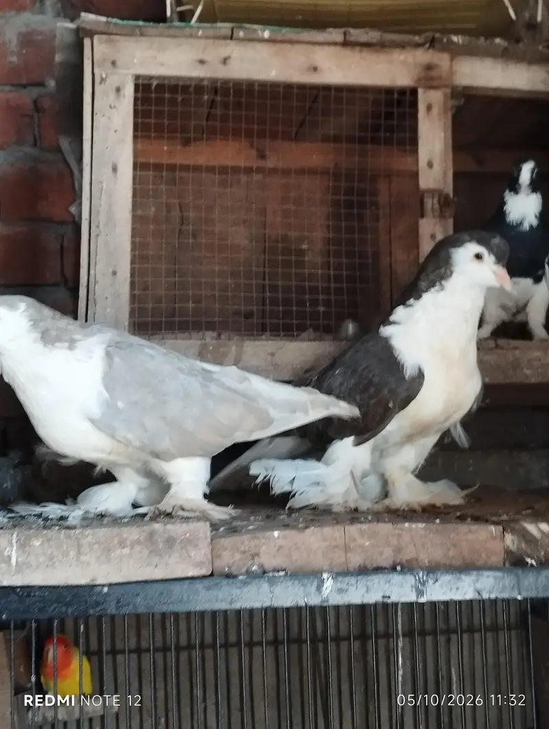 German sherazi breeder pair 03110144020 — photo 2