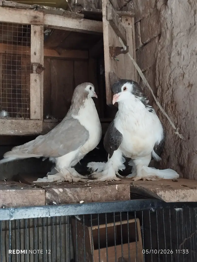 German sherazi breeder pair 03110144020 — photo 3