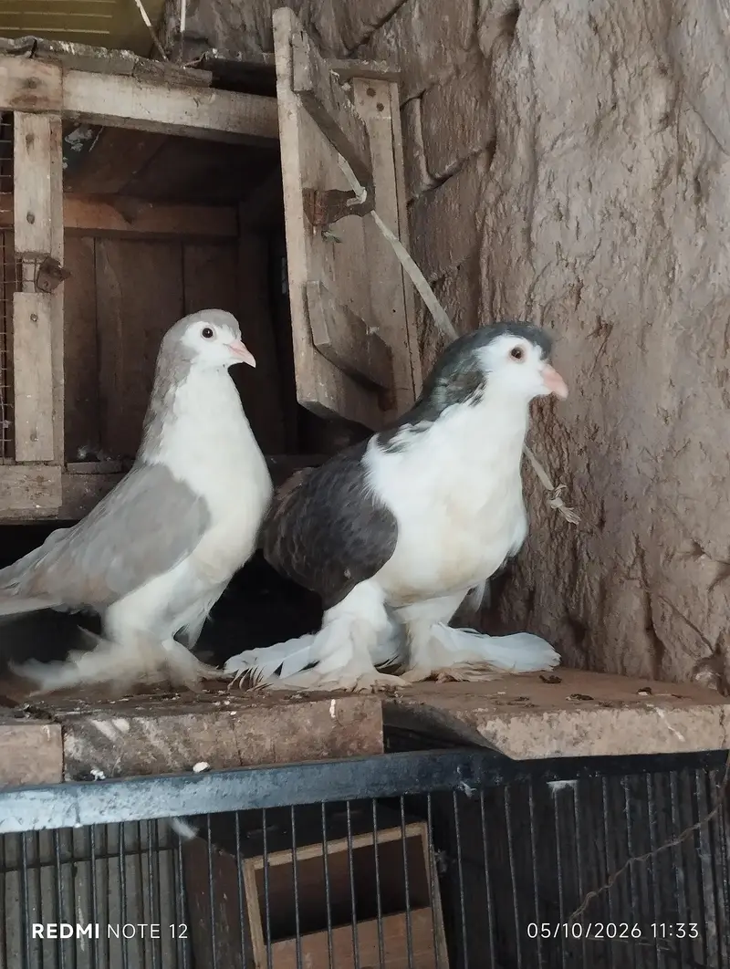 German sherazi breeder pair 03110144020 — photo 4