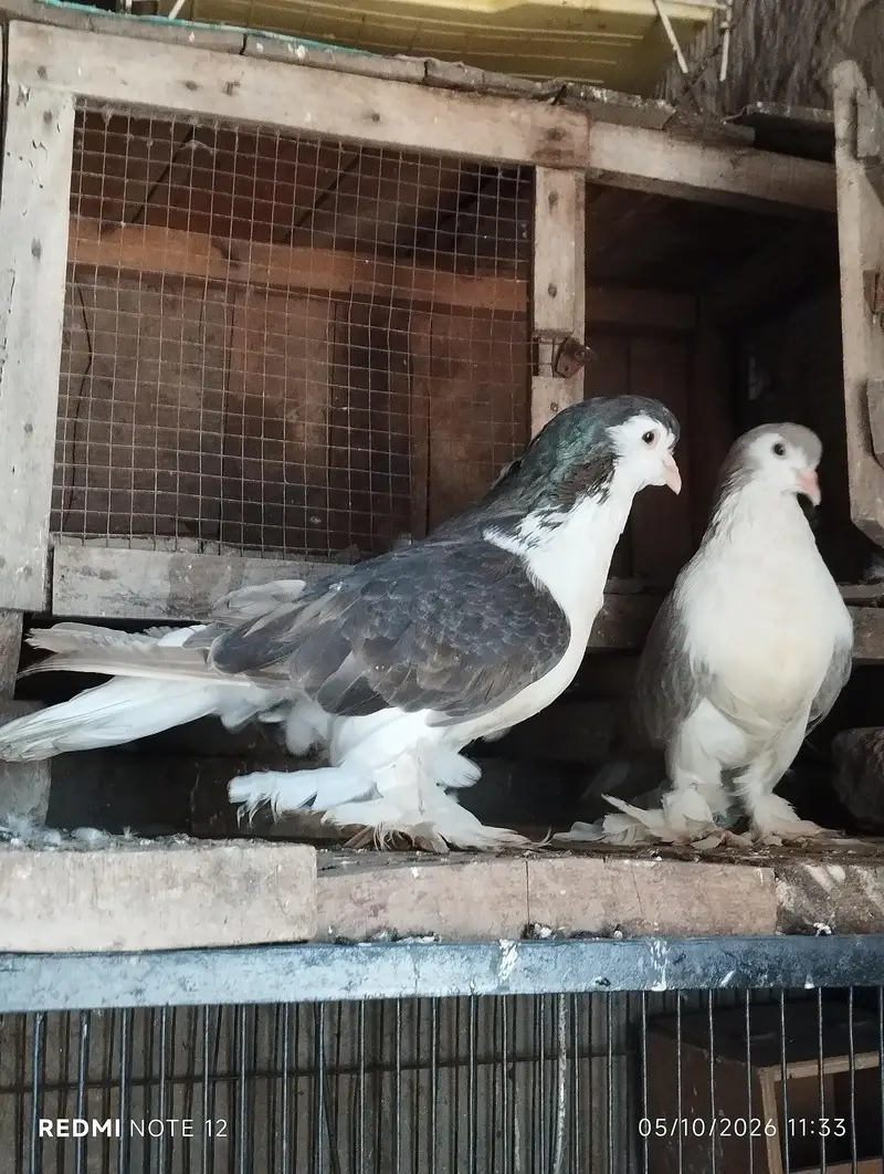German sherazi breeder pair 03110144020 — photo 5