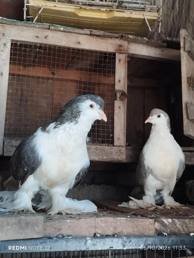 German sherazi breeder pair 03110144020 — photo 7