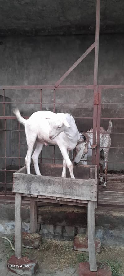 teddy barbari bakra  white wali