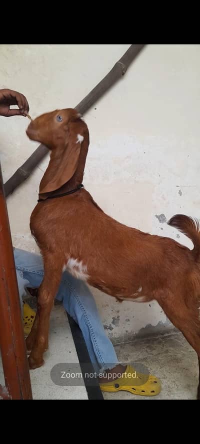 dasi bakra bacha