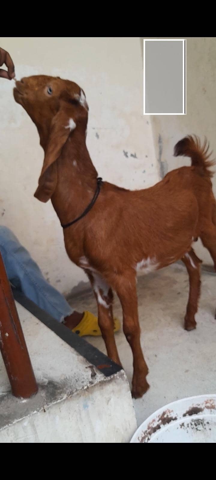 dasi bakra bacha 1