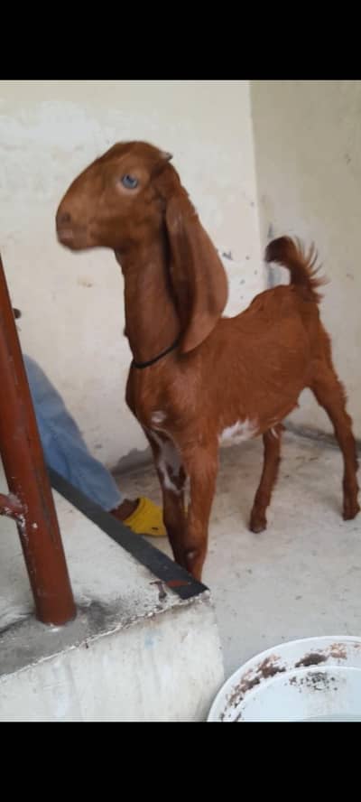 dasi bakra bacha