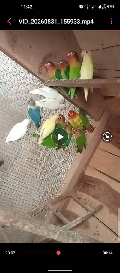 Birds sale