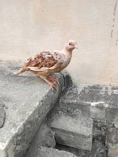 2 teetar male
