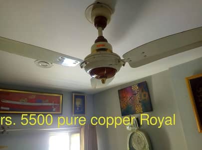 Royal Copper fancy fan and Super Asia fans