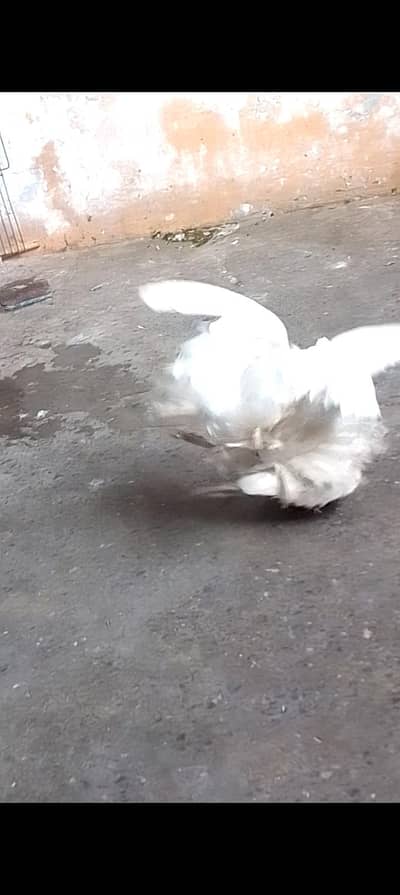 breeders pair or for sell 0312/496/21/95