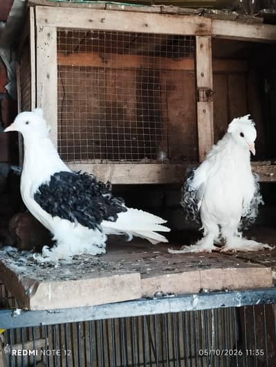 Saddle frill back breeder pair 03110144020