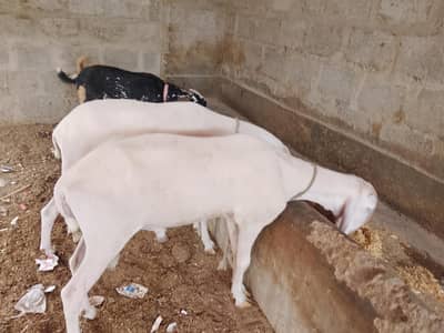 larkna dumby jori