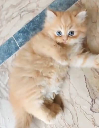 Persian kittens