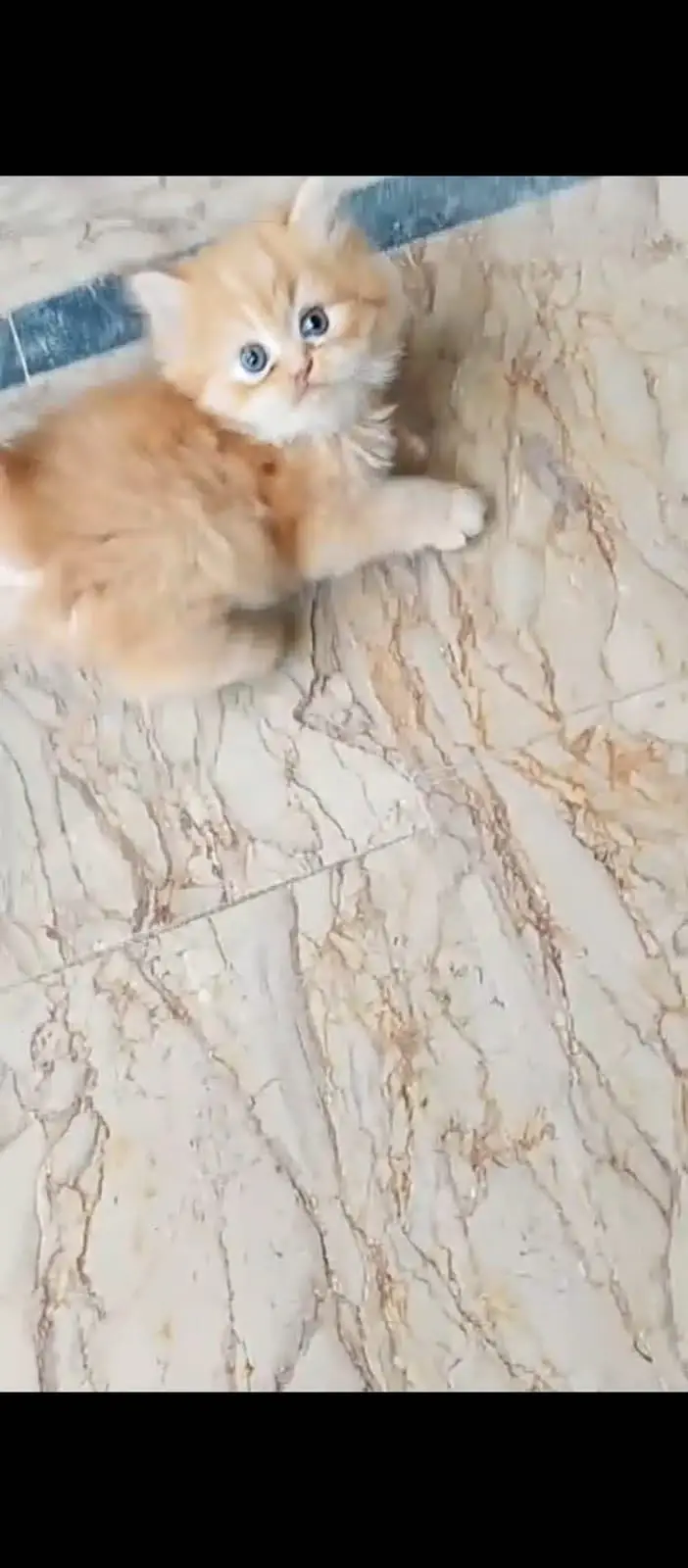 Persian kittens — photo 2