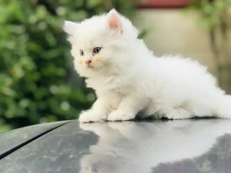 Persian kittens — photo 3