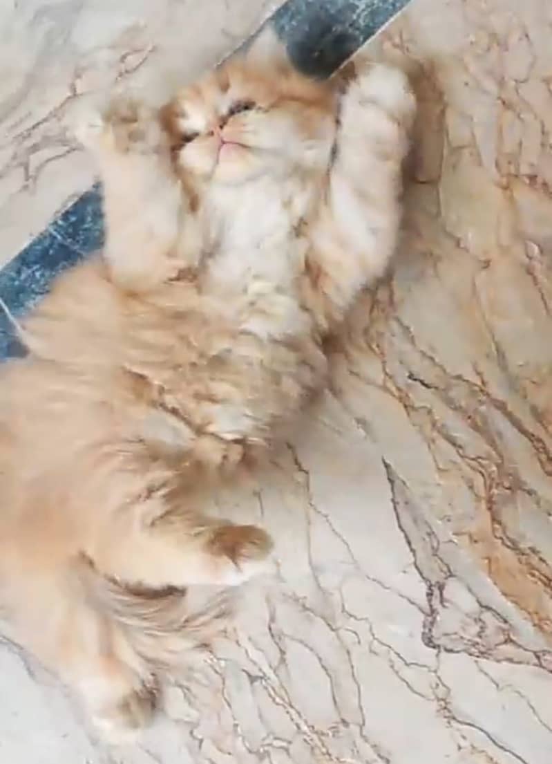 Persian kittens 4