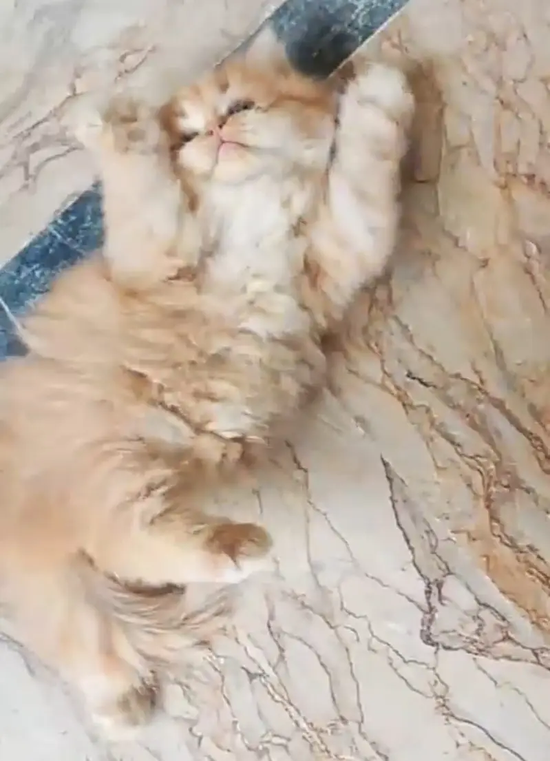 Persian kittens — photo 5