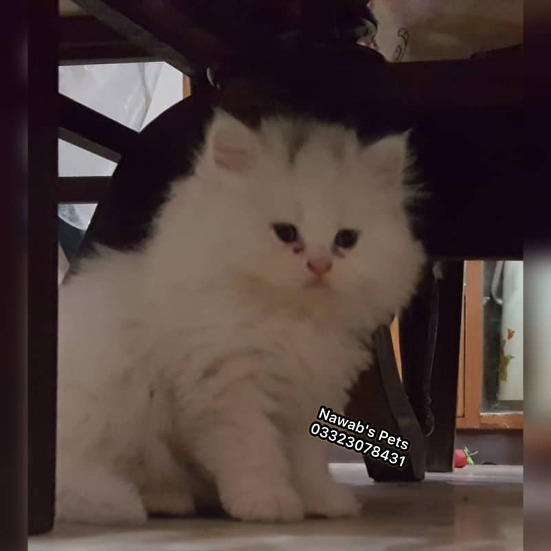 Persian kittens 7