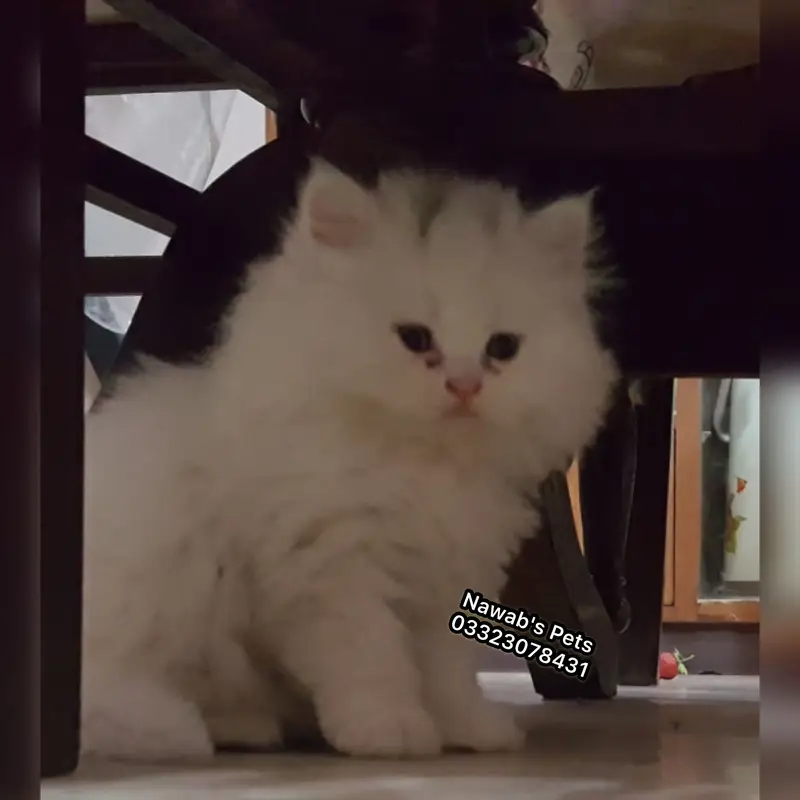 Persian kittens — photo 8