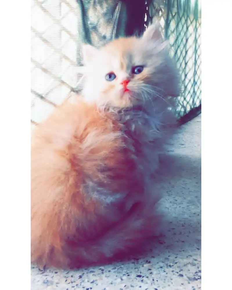 Persian kittens — photo 9
