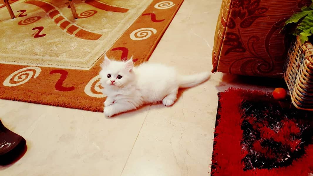 Persian kittens 9