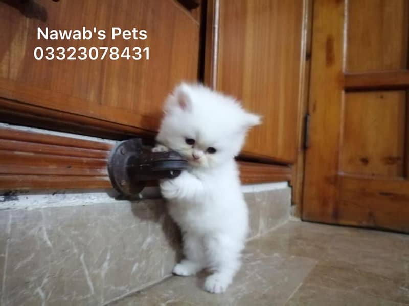Persian kittens 10