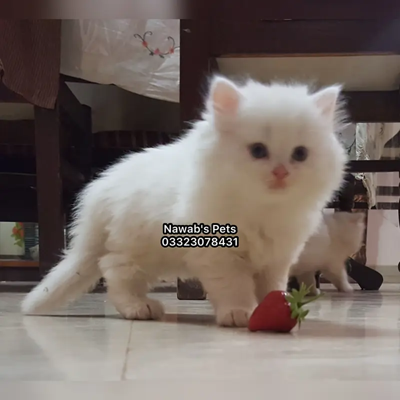 Persian kittens — photo 12