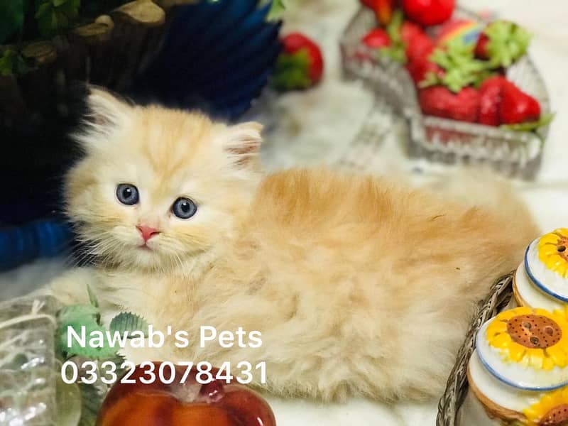 Persian kittens 12