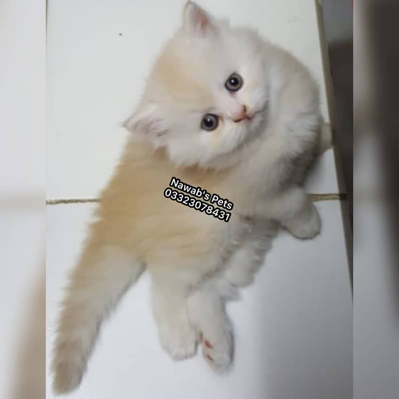 Persian kittens 13
