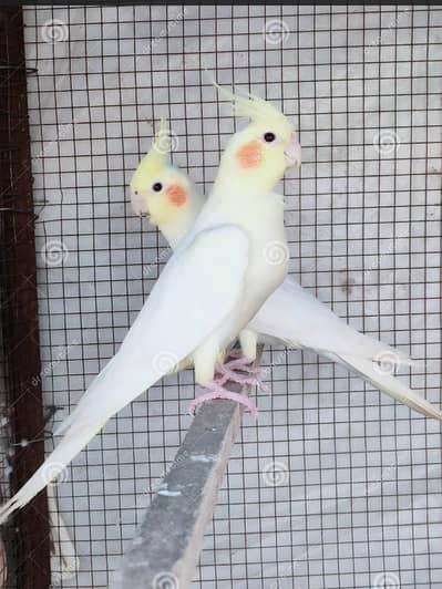 Red eyes cocktail pair