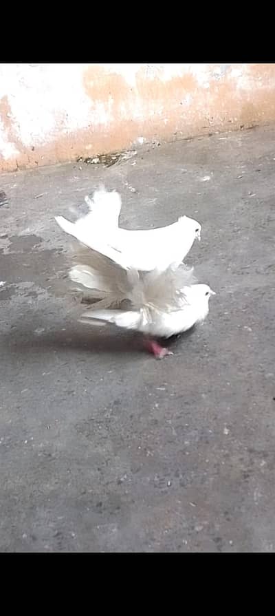 Laky breeder pair for sell 0312/496/21/95 call or WhatsApp