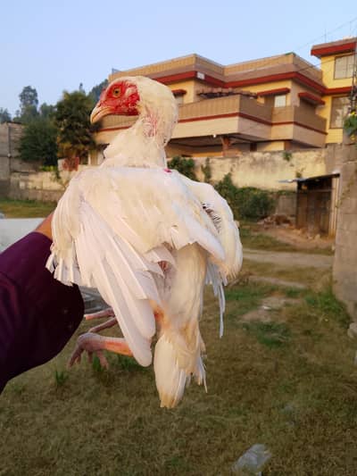 Heera Male