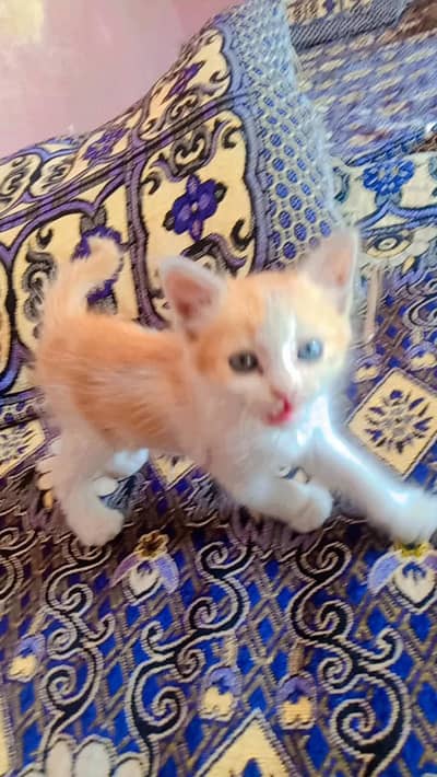 beautiful Persian cat