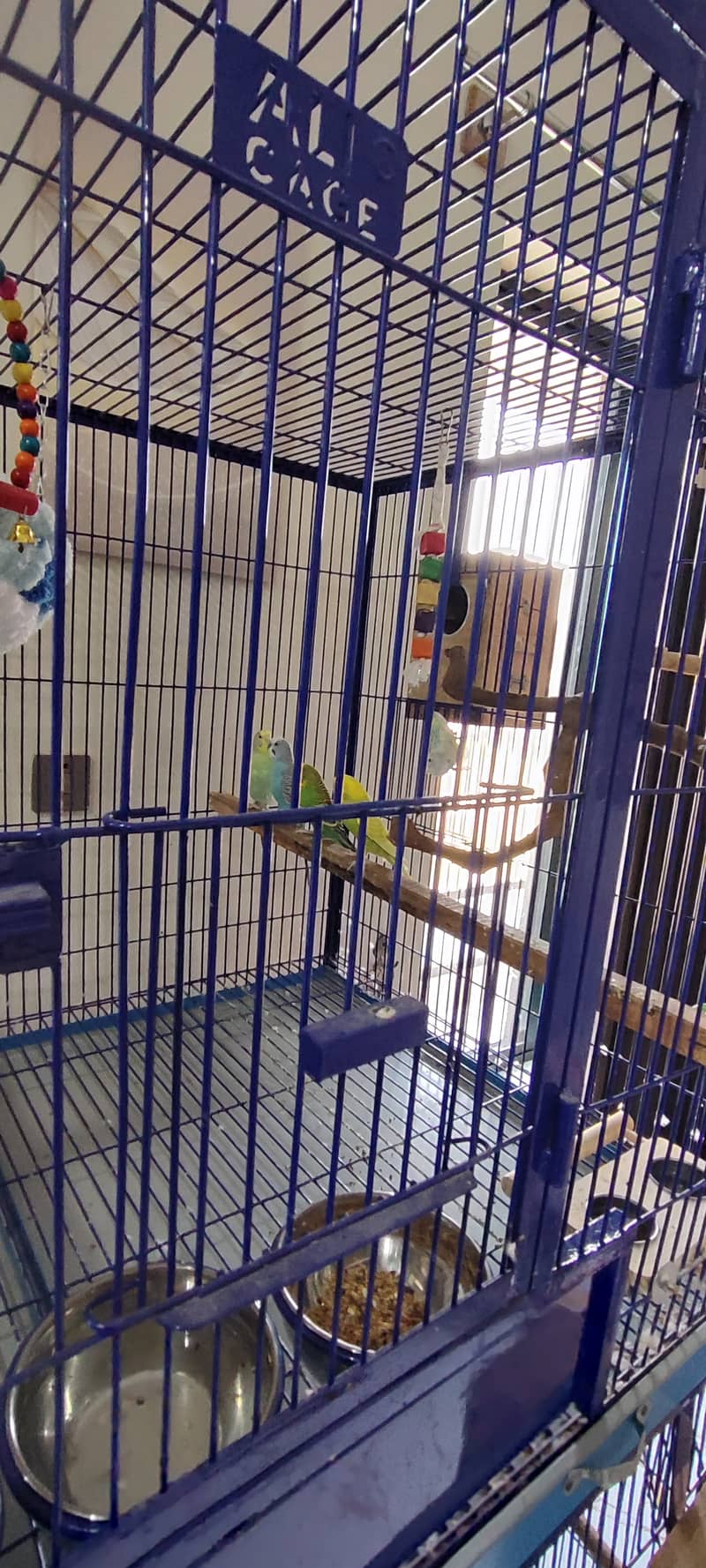 Extra Large & Solid Bird Cage + 9 Birds + Accessories, Complete Setup 1