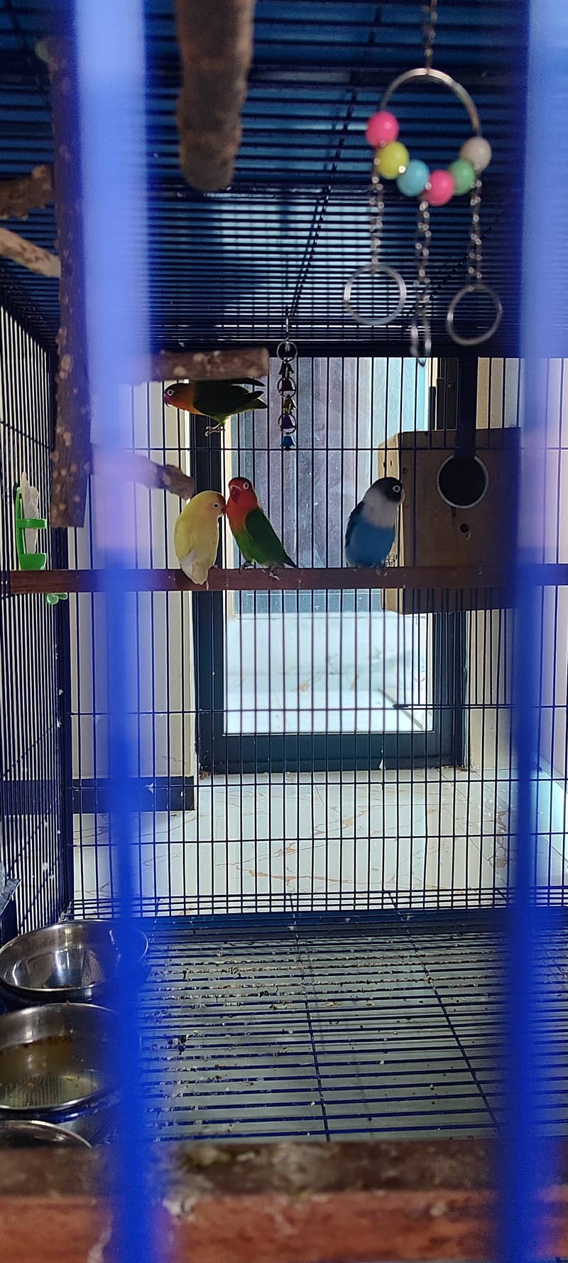 Extra Large & Solid Bird Cage + 9 Birds + Accessories, Complete Setup 5