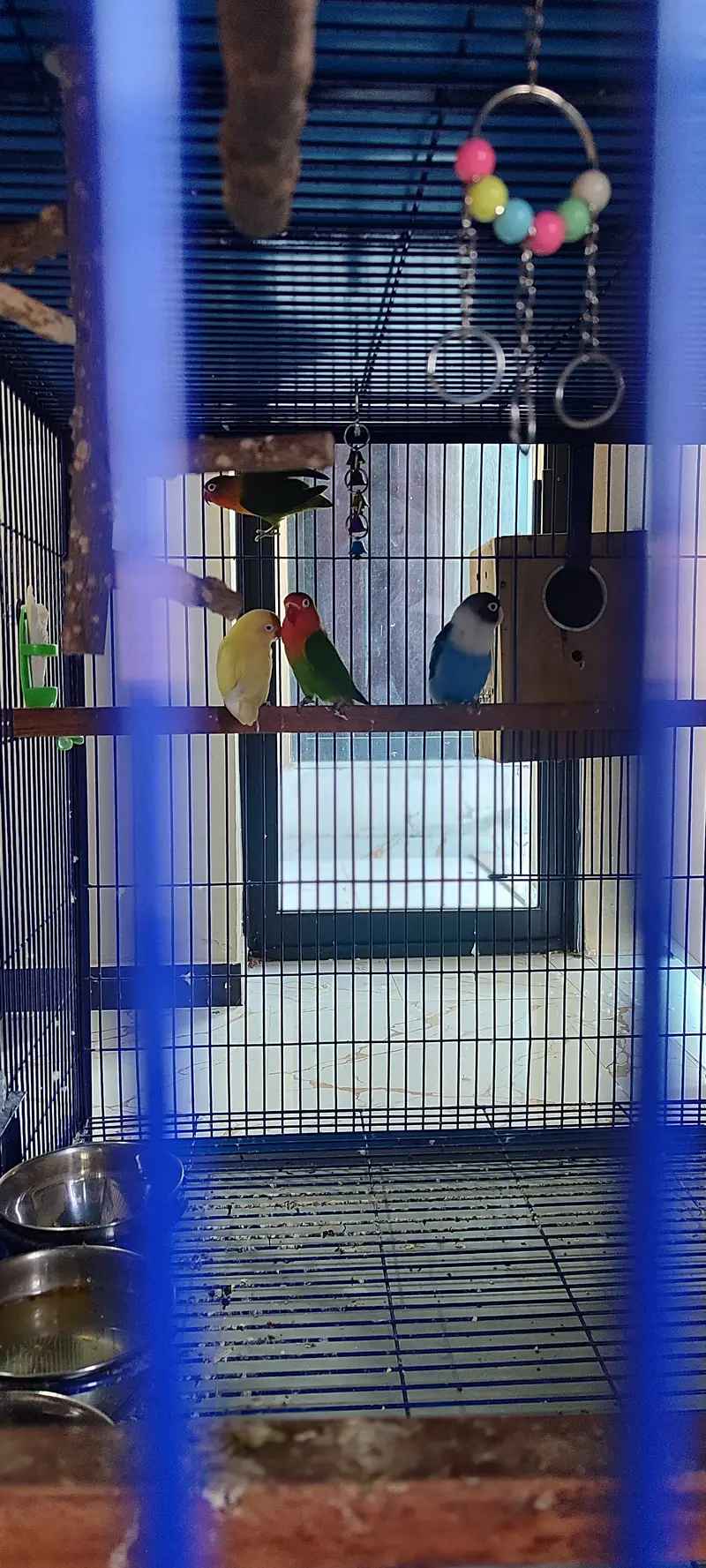 Extra Large & Solid Bird Cage + 9 Birds + Accessories, Complete Setup — photo 6